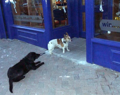 01117010 DUB Drogheda Dogs.jpg (38055 bytes)