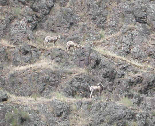 04427017 PDX Big Horn Sheep.jpg (109073 bytes)