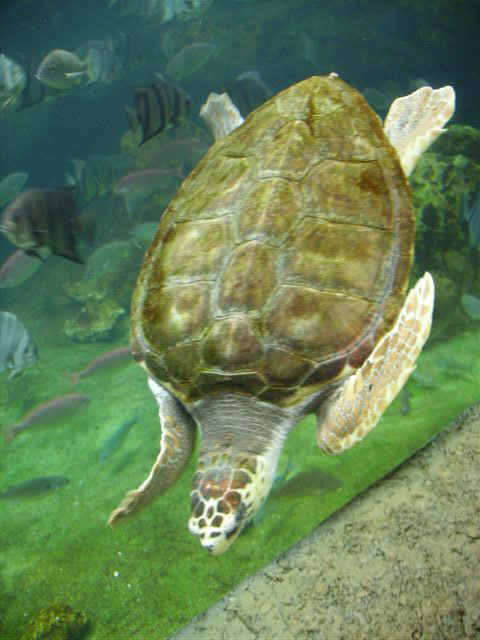 060201 (90c) Aquarium.JPG (59783 bytes)