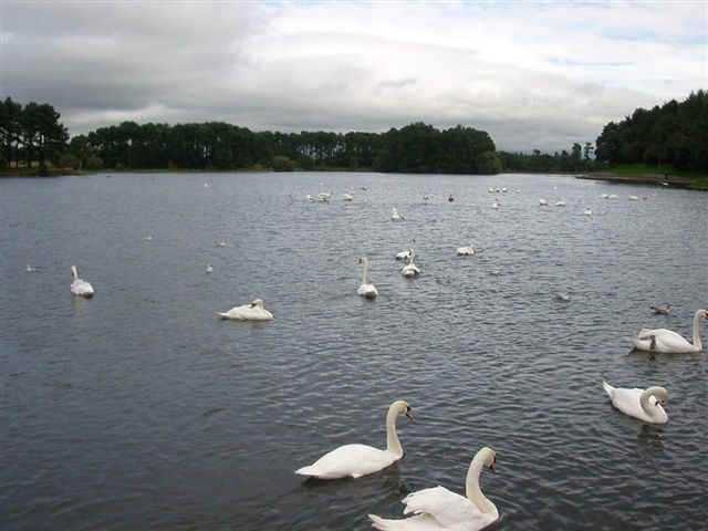 060917 (10) EDI Lanark Loch Swans.JPG (55140 bytes)