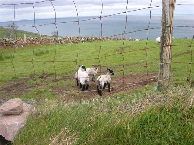 070410 (42) DUB Northern Ireland Lambs.JPG (85397 bytes)