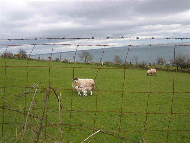070410 (50) DUB Northern Ireland Lambs.JPG (55308 bytes)