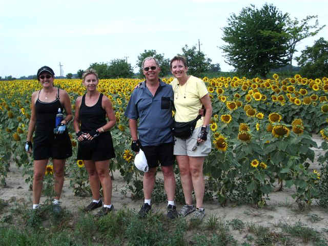 070709 (2) BUD Sunflowers.JPG (84810 bytes)