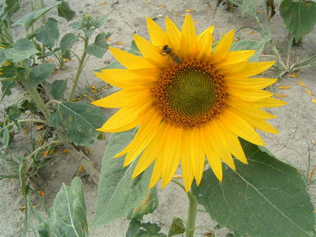 070709 (4n) BUD Sunflower Bee.jpg (81303 bytes)
